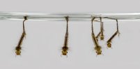 What_Do_Mosquito_Larvae_Look_Like.jpg