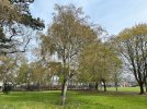SILVER BIRCH - MATURE.jpeg