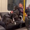 Dogs on Seats.jpg