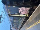 IMG_4251.jpeg