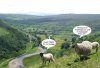 sheep90b.jpg