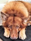Chester_04.jpg