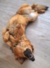 Chase_snoring.jpg