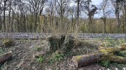 GWML Plymouth Woods.jpeg