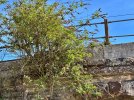 BUDDLEIA DAMAGE - ELY MILL BRIDGE IN CARDIFF.jpeg