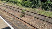 RHOOSE - SMALL PINE TREE.jpeg