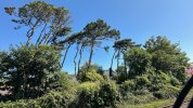 RHOOSE - PINE TREES.jpeg