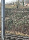 WCML new wires 3.jpg