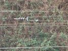 WCML new wires.jpg