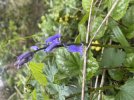 IMG_1725.jpeg