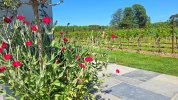AshlingParkWineEstate.jpg