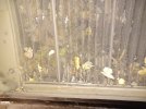 Leafall 175.jpg