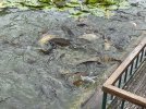 IMG_1142.jpeg