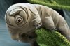 Tardigrade.jpg