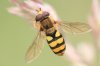 Hoverfly.jpg