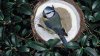 Blue Tit.jpg
