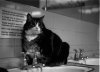 Cat Paddington 1.jpg
