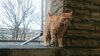 Sowerby Bridge Cat.JPG