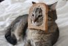 Cat.jpg