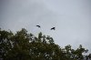 Crow carrying rat 23.10.10.jpg