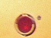 Red.jpg