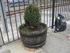 SDC11833.jpg