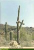 cactus_erectus.jpg