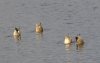 Ducks.jpg