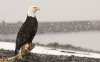 birdsofprey5.jpg