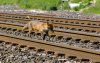 GMPI8953_ChilternFox_ArdleyQuarry_120511.jpg