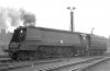 mm_35005-ace.jpg