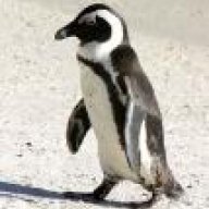 pinguini