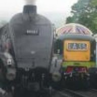 steve 46010