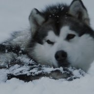 MR Malamute