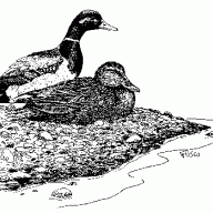 mildertduck