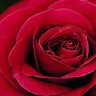 RailwayRose