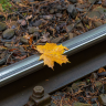 Leaves On Line