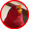 parrot