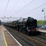 Tiptreebranch