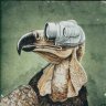 lammergeier