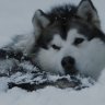 MR Malamute