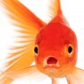 TheGoldfish