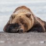 Bear_with_me44