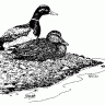 mildertduck