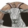 oldgoat