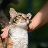 fluffykittens1