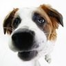 cemdog