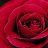 RailwayRose