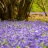 bluebells