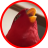parrot